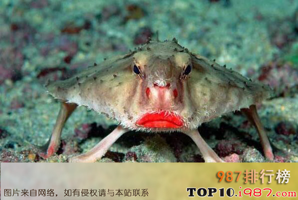 十大世界最丑动物之红唇蝙蝠鱼