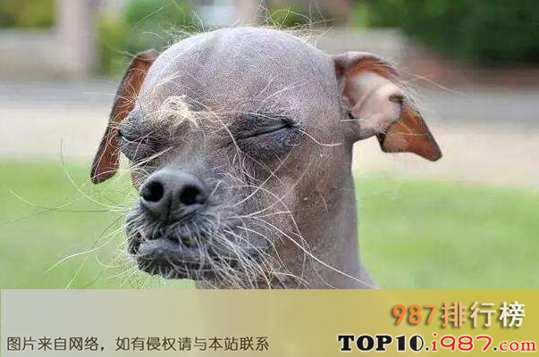 十大世界最丑动物之中国冠毛犬