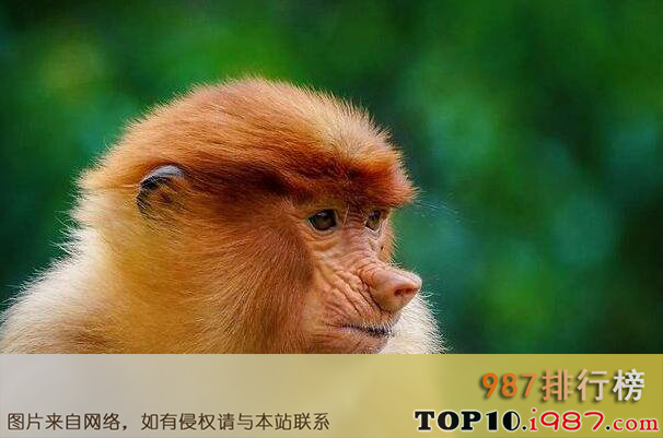 十大世界最丑动物之长鼻猴