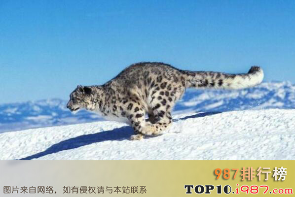 中国十大猛兽之雪豹