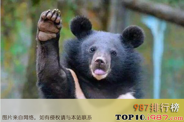十大猛兽之亚洲黑熊