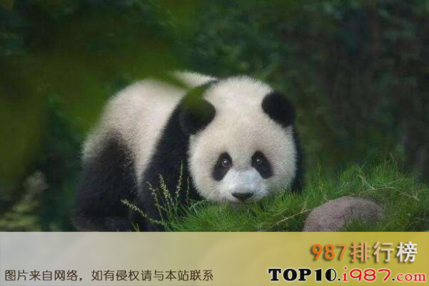 十大猛兽之大熊猫