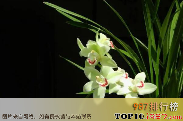 中国十大名花均上榜之兰花