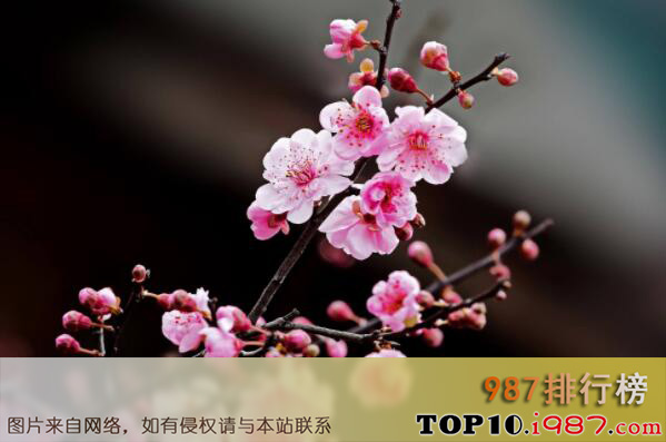 中国十大名花均上榜之梅花