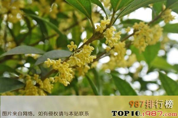 中国十大名花均上榜之桂花