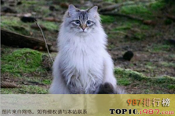十大俄罗斯名猫之西伯利亚森林猫