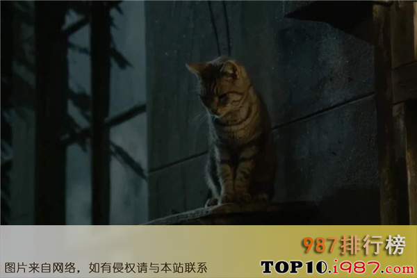 十大韩国恐怖电影之猫:看见死亡的双眼