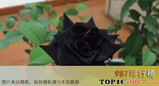 十大不吉利花之黑玫瑰