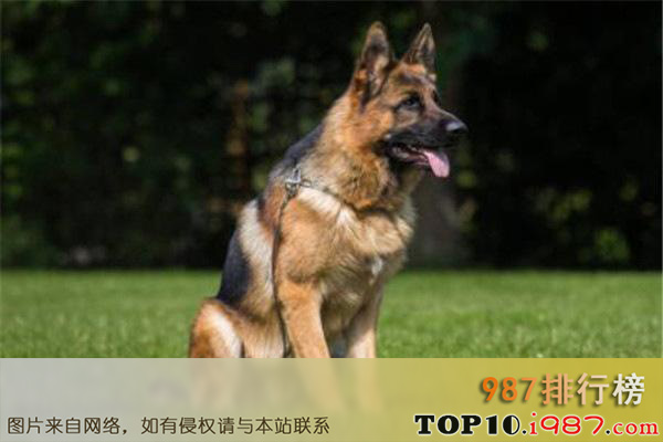 世界十大聪明犬排名之德国牧羊犬