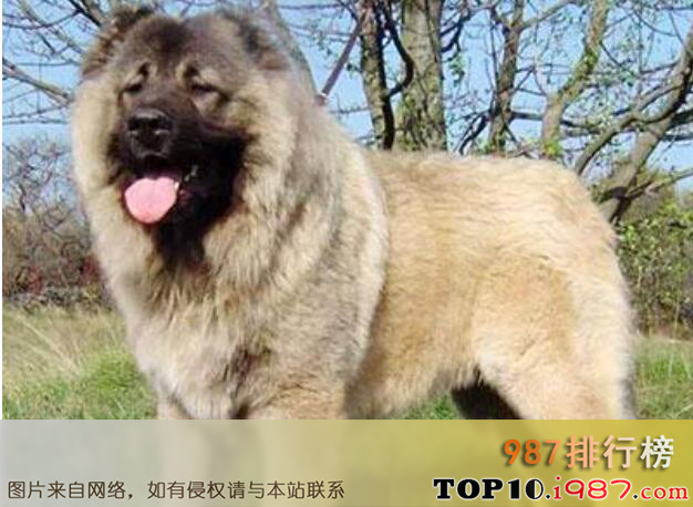 中国十大禁犬之高加索犬