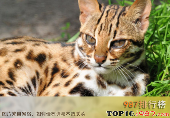 十大世界禁养名猫之豹猫