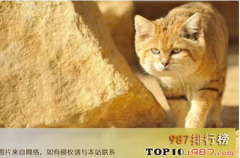 十大世界禁养名猫之沙丘猫