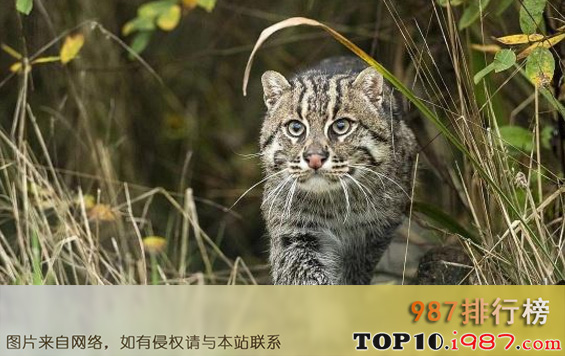 十大世界禁养名猫之渔猫