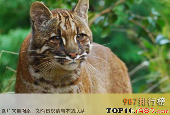 十大世界禁养名猫之亚洲金猫