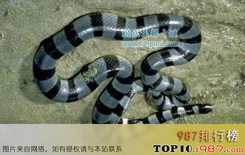 十大毒蛇之灰蓝扁尾海蛇