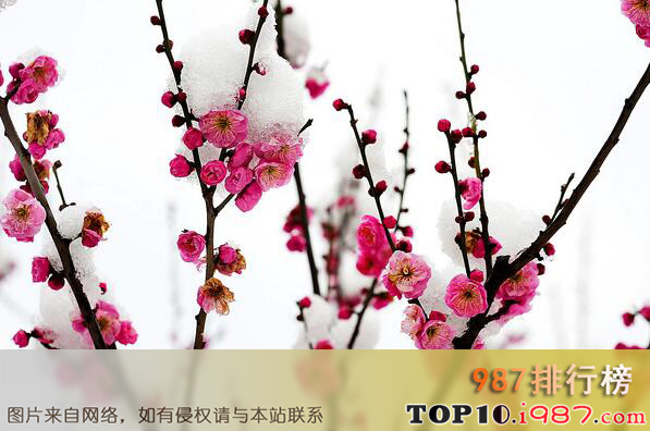 中国十大名花排行榜之梅花