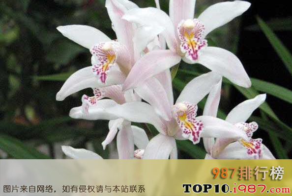 中国十大名花排行榜之兰花
