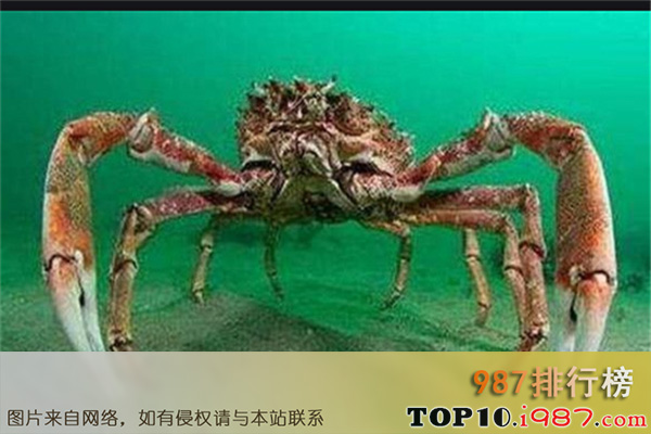 十大世界毒蟹之袋腹珊隐蟹