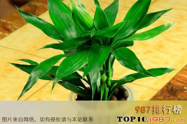 十大客厅适合摆放的植物之富贵竹