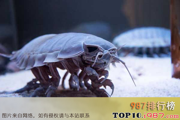 十大世界上最恐怖的动物之巨型等足虫