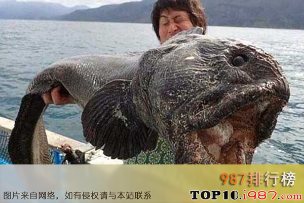 十大世界上最恐怖的动物之大西洋狼鱼