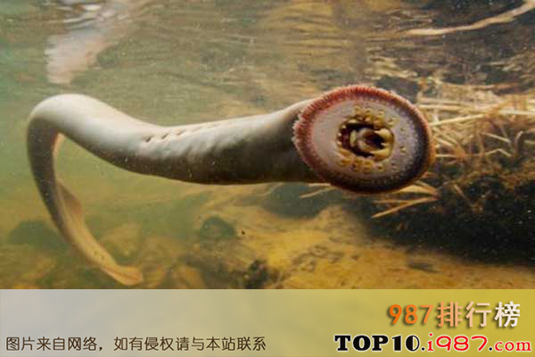 十大世界上最恐怖的动物之七鳃鳗