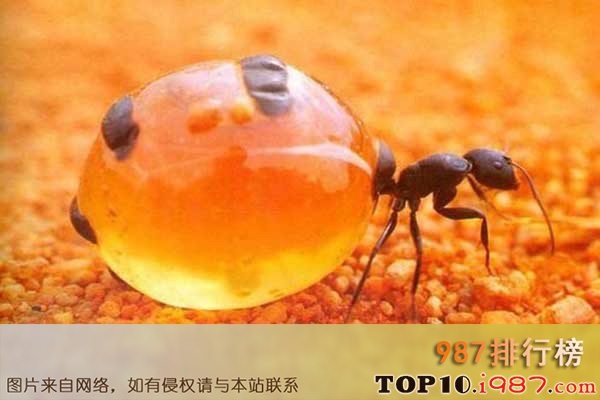 十大世界上最恐怖的动物之蜜罐蚁