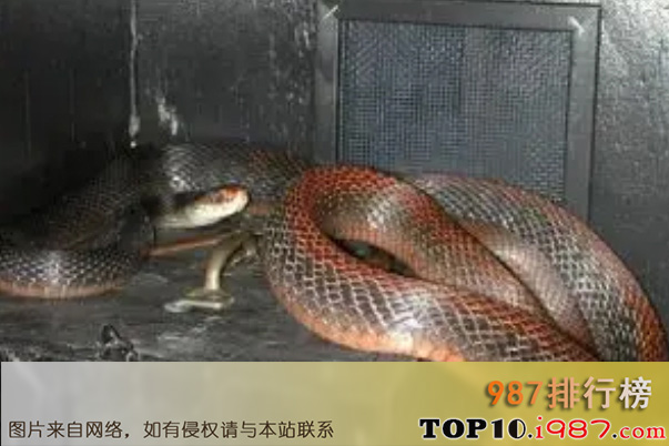 十大世界毒蛇之巴布亚太攀蛇