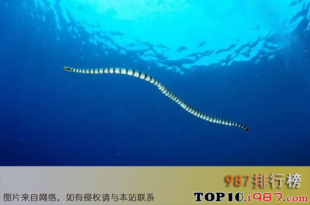 十大世界毒蛇之贝尔彻海蛇
