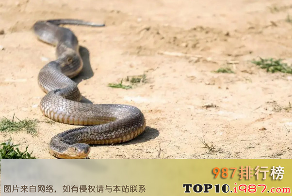 十大世界毒蛇之拟眼镜蛇