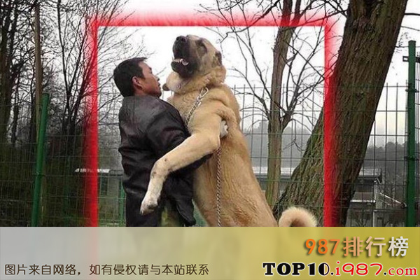 十大世界名犬之坎高犬