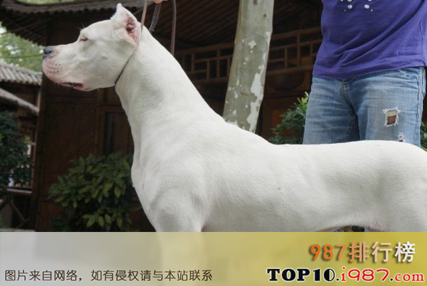 十大世界名犬之杜高犬