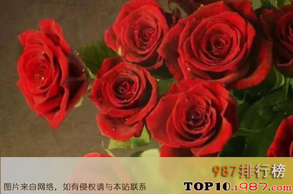 世界最著名的十大国花之玫瑰