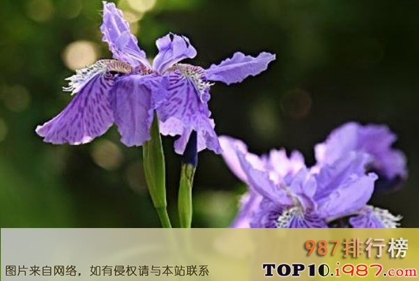 十大世界最著名的国花之鸢尾