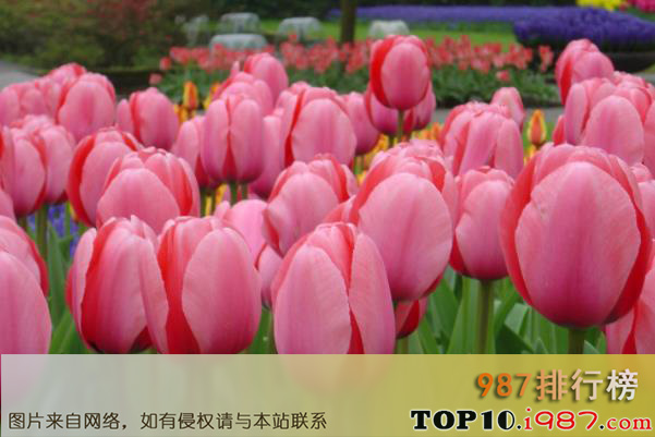 十大世界最著名的国花之郁金香