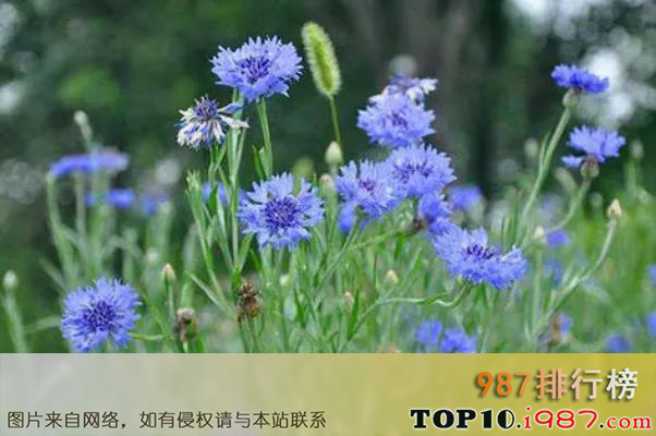 十大世界最著名的国花之蓝色矢车菊