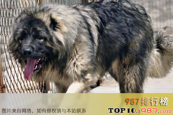 十大猛犬官方之高加索犬