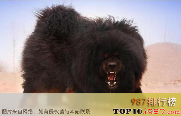 十大猛犬官方之西藏獒犬
