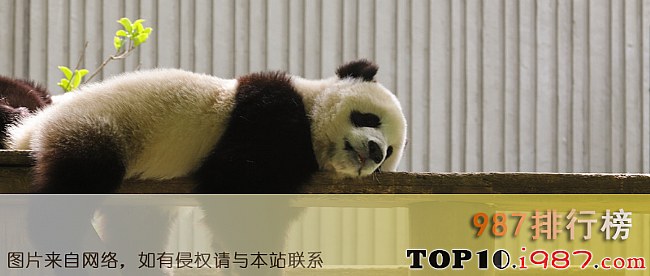 十大世界自然遗产之四川大熊猫栖息地