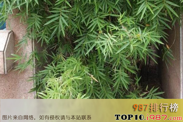 十大名贵竹子品种之凤尾竹
