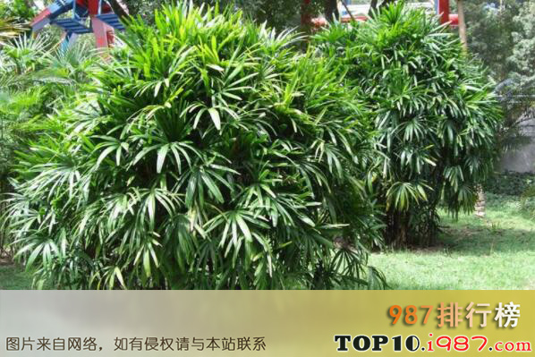 十大名贵竹子品种之棕竹