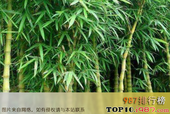 十大名贵竹子品种之龟甲竹