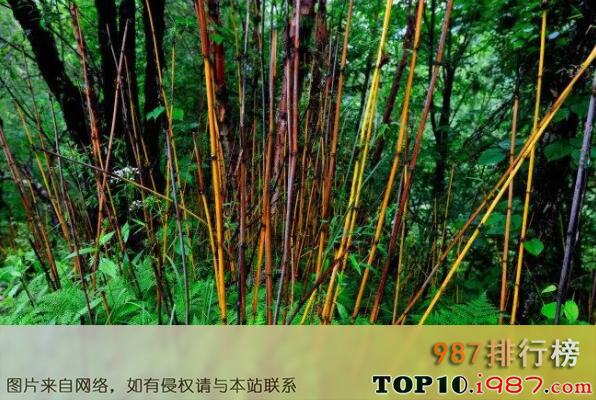 十大名贵竹子品种之箭竹