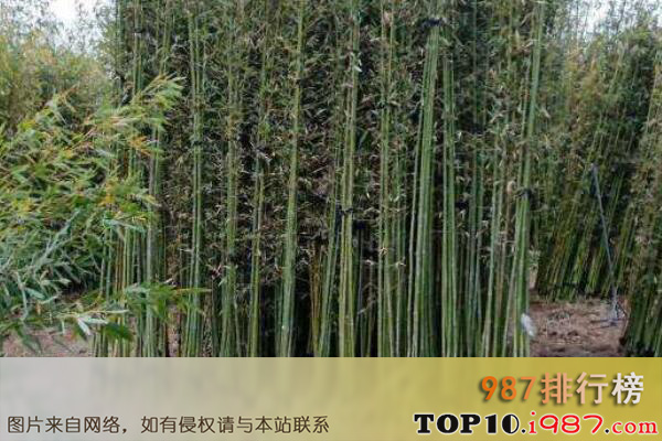 十大名贵竹子品种之金镶玉竹