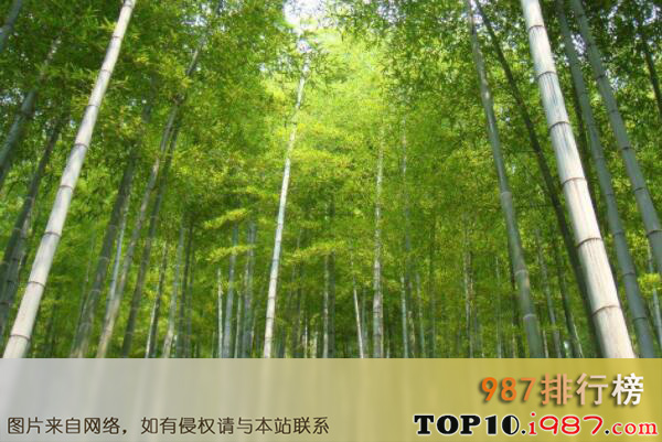 十大名贵竹子品种之孟宗竹