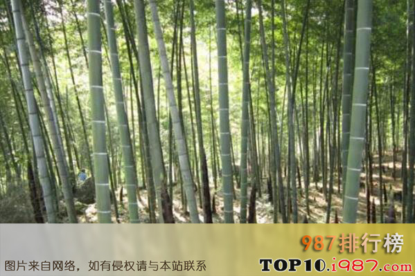 十大名贵竹子品种之楠竹