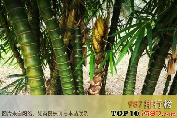 十大名贵竹子品种之罗汉竹