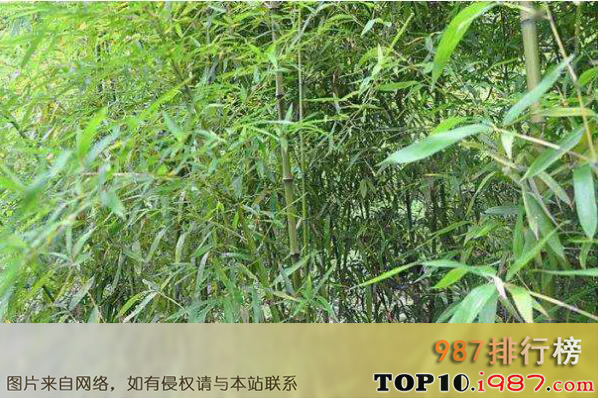 十大名贵竹子品种之水竹