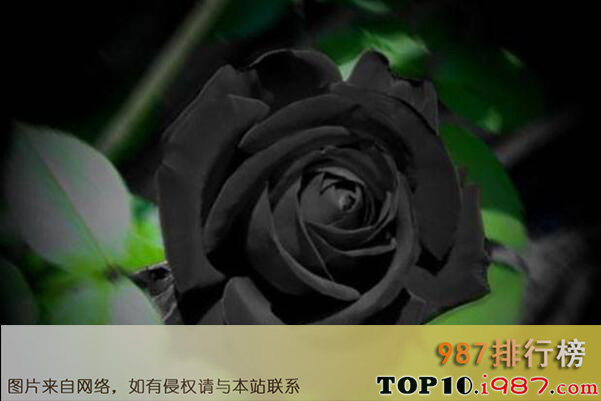 十大凄美之花的花语之黑玫瑰