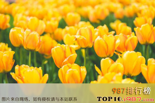 十大凄美之花的花语之黄色郁金香